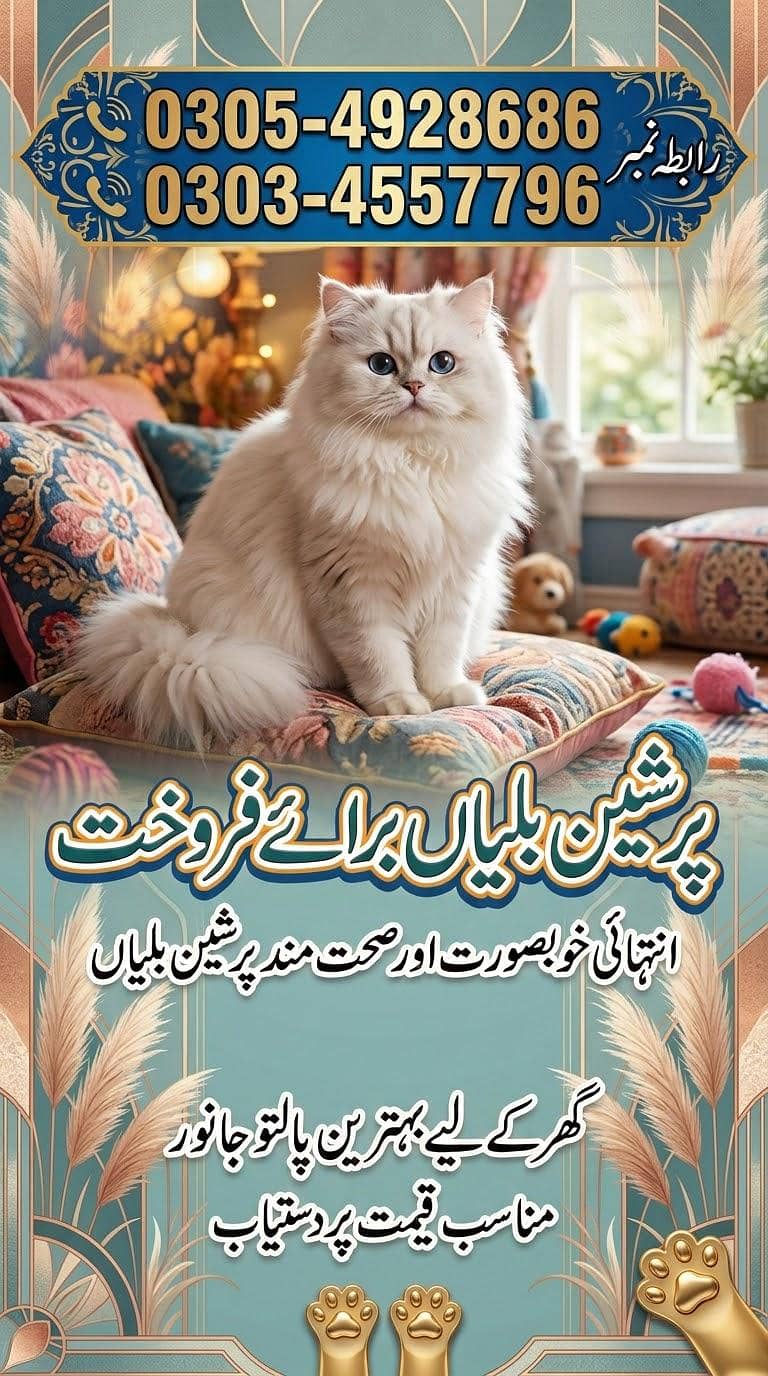 persian Cat 0