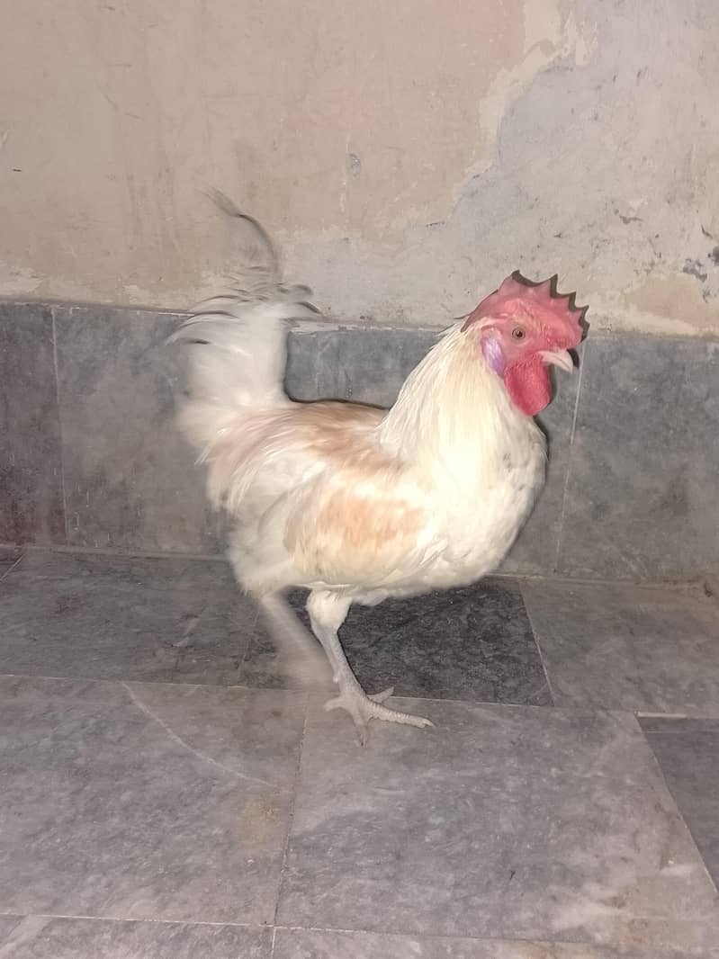 desi murga 1