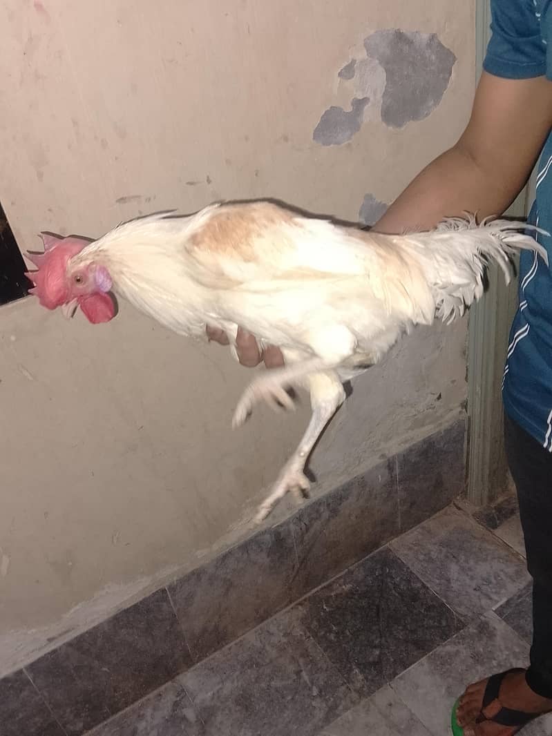 desi murga 2