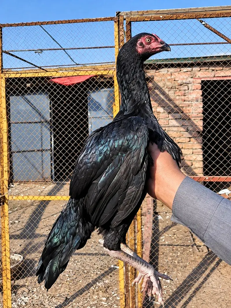 A Class young Aseel Female — photo 2