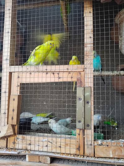 Australian Parrots آسٹریلین طوطے