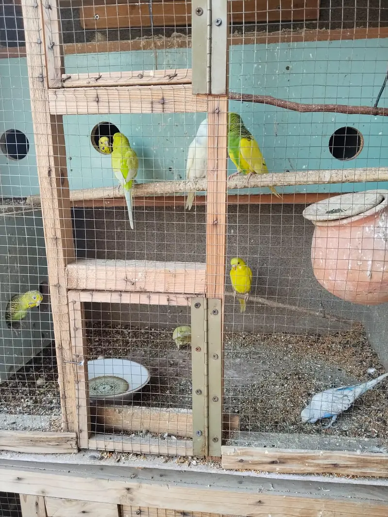 Australian Parrots آسٹریلین طوطے — photo 2