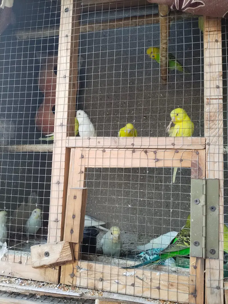 Australian Parrots آسٹریلین طوطے — photo 3