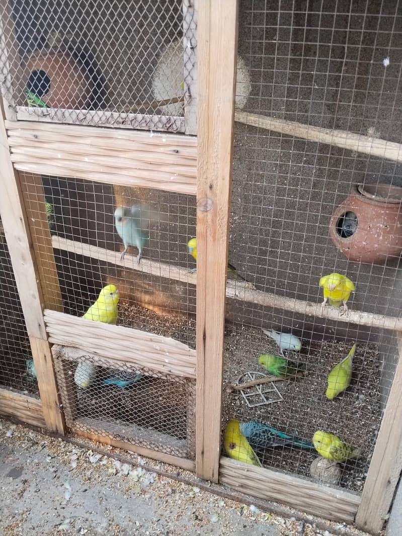 Australian Parrots آسٹریلین طوطے 3