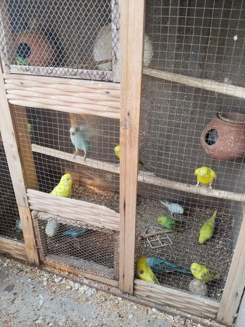 Australian Parrots آسٹریلین طوطے — photo 4