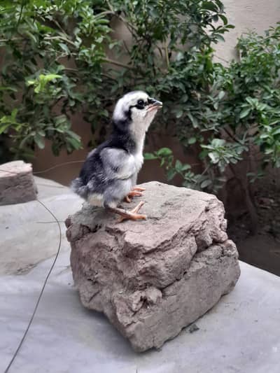 ASEEL CHICKS FOR SALE IN PAKISTAN