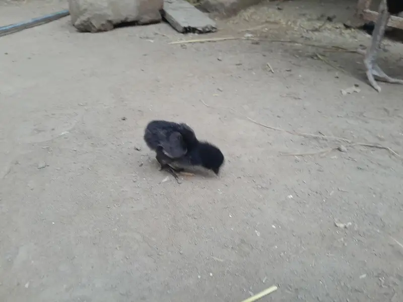 ASEEL CHICKS FOR SALE IN PAKISTAN — photo 2