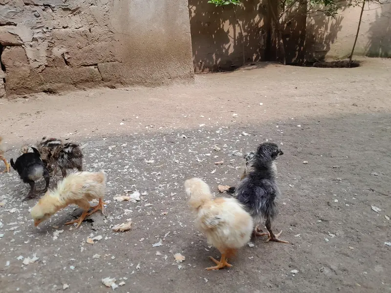 ASEEL CHICKS FOR SALE IN PAKISTAN — photo 6