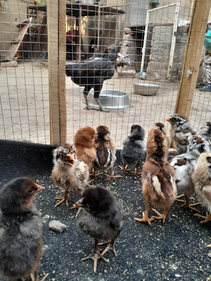 ASEEL CHICKS FOR SALE IN PAKISTAN — photo 10