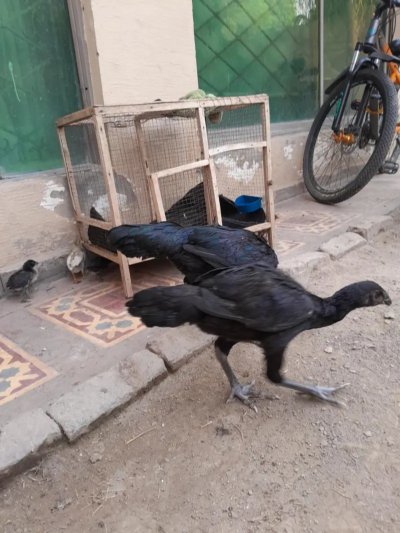 ASEEL CHICKS FOR SALE IN PAKISTAN — photo 12