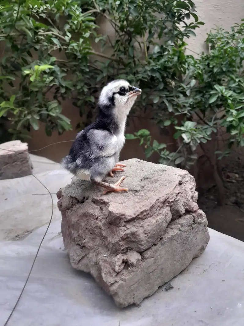 Aseel Chicks for Sale in Lahore | Dragon Black Eye, Thai & Brumi breed — photo 2