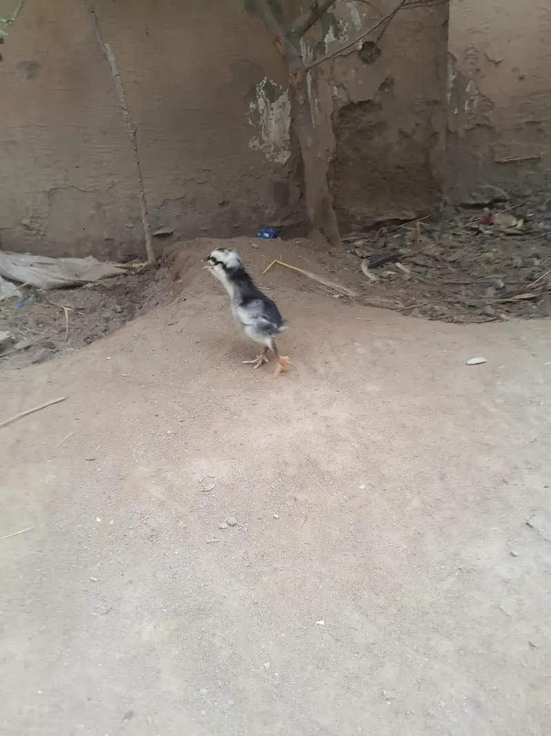 Aseel Chicks for Sale in Lahore | Dragon Black Eye, Thai & Brumi breed — photo 3