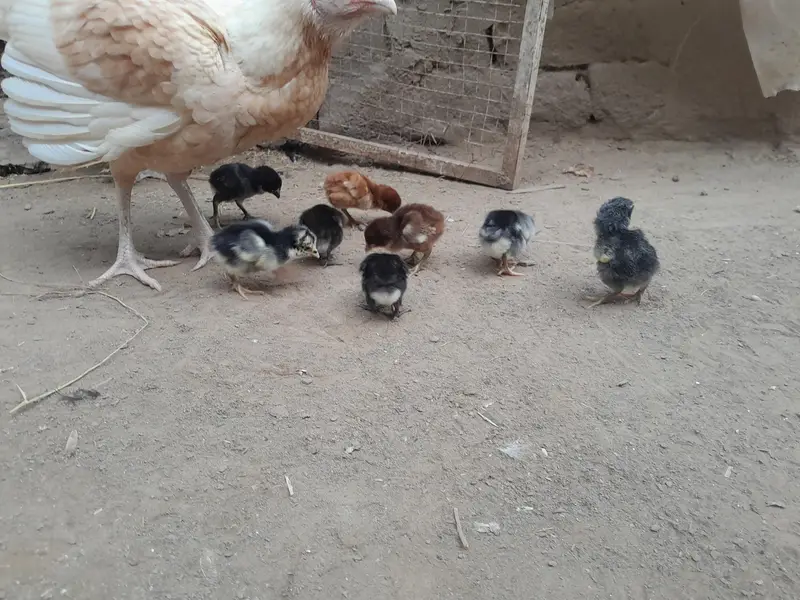 Aseel Chicks for Sale in Lahore | Dragon Black Eye, Thai & Brumi breed — photo 4