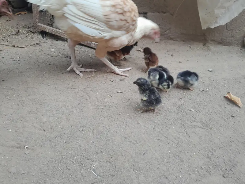Aseel Chicks for Sale in Lahore | Dragon Black Eye, Thai & Brumi breed — photo 5