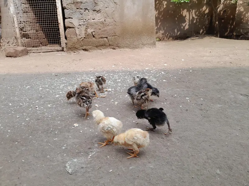 Aseel Chicks for Sale in Lahore | Dragon Black Eye, Thai & Brumi breed — photo 6