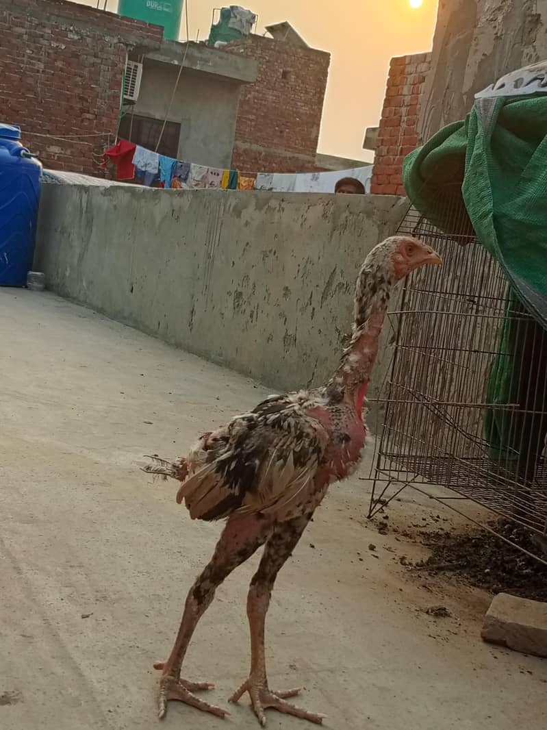 pakistan aseel patha 5