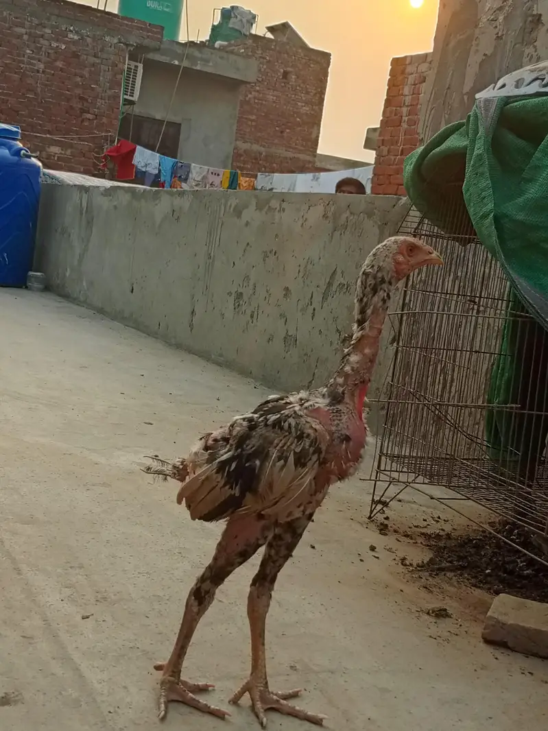 pakistan aseel patha — photo 6