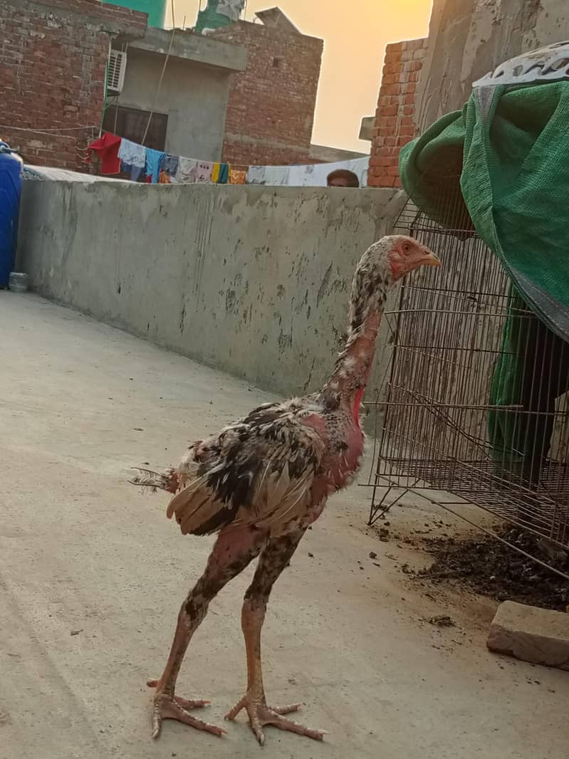 pakistan aseel patha 6