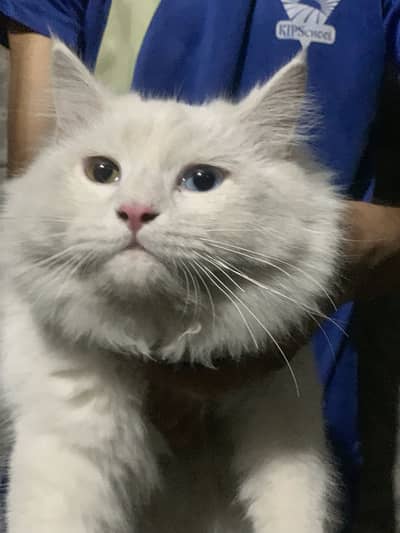 Persian Cat