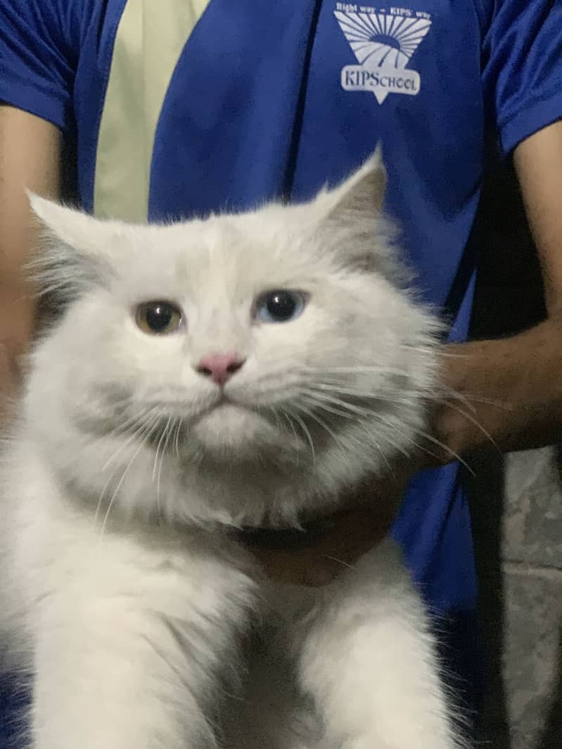 Persian Cat 1