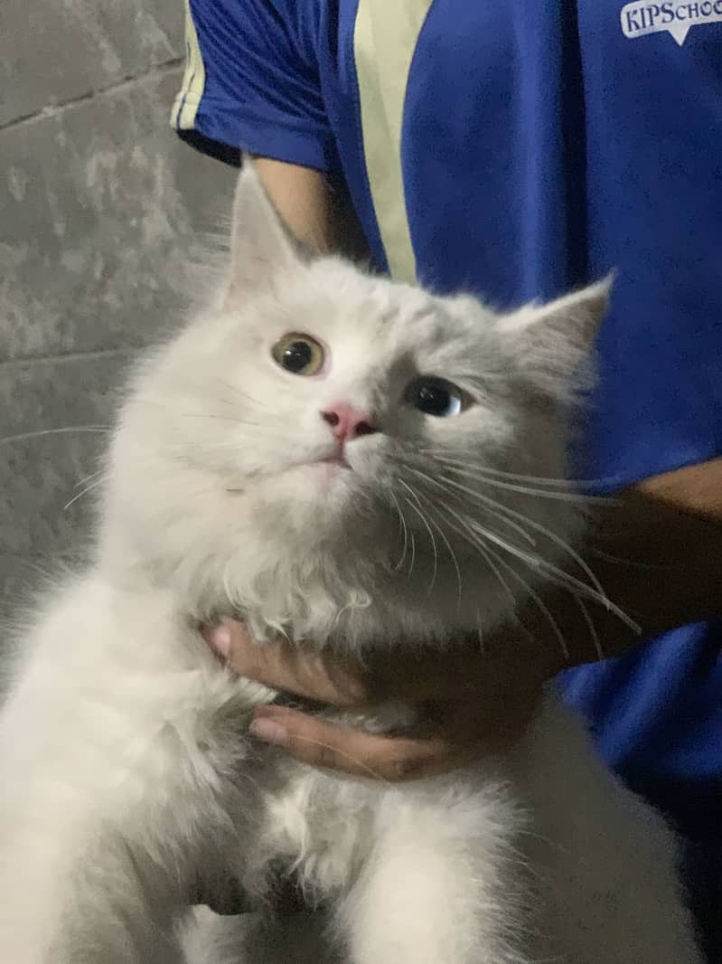 Persian Cat 2