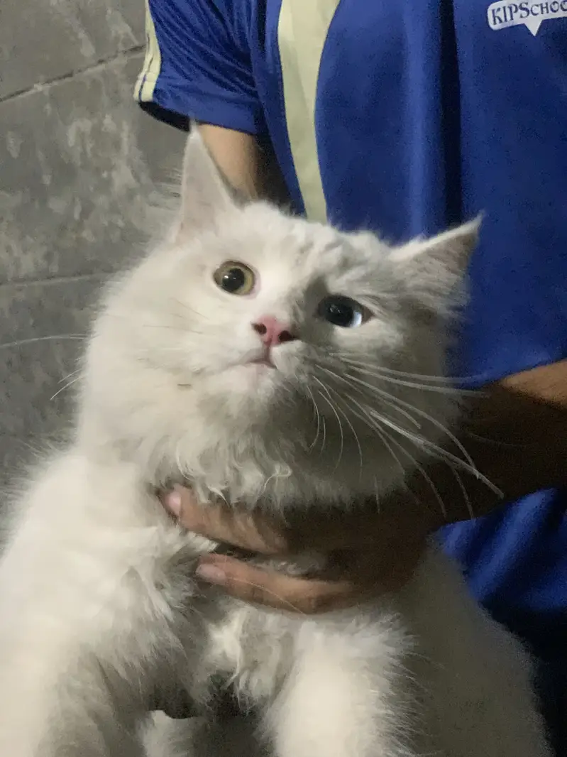Persian Cat — photo 3