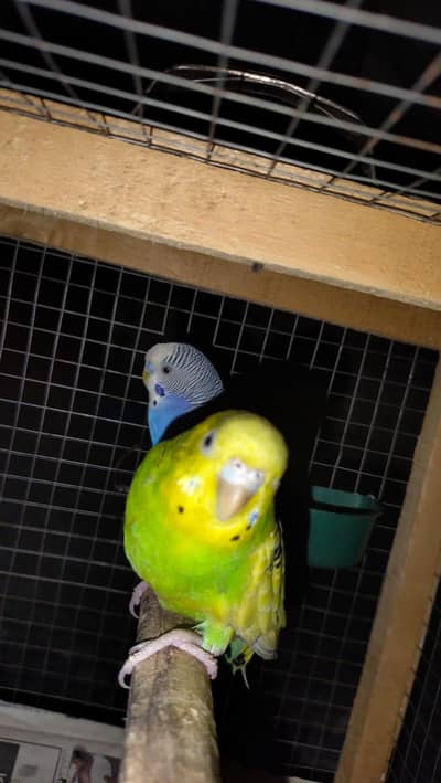 healthy budgies for sale