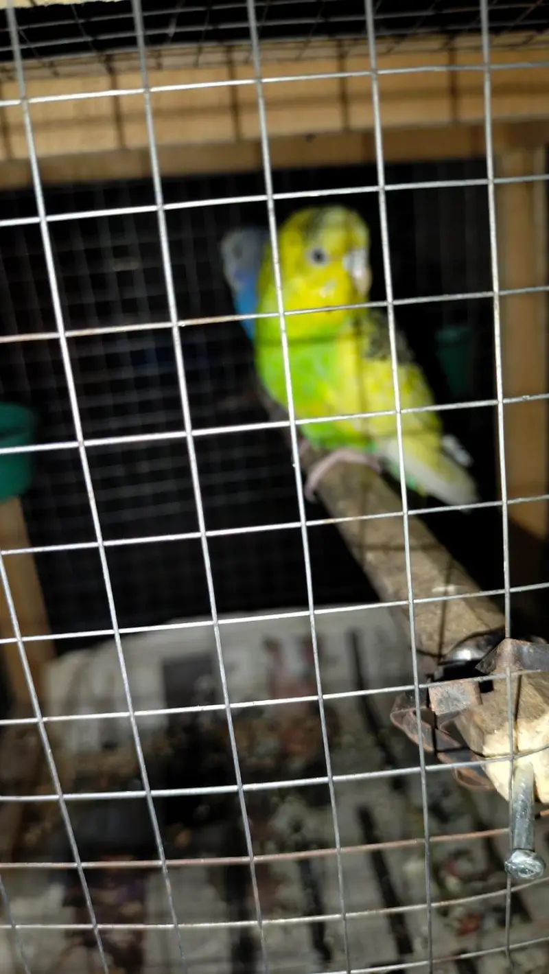 healthy budgies for sale — photo 2