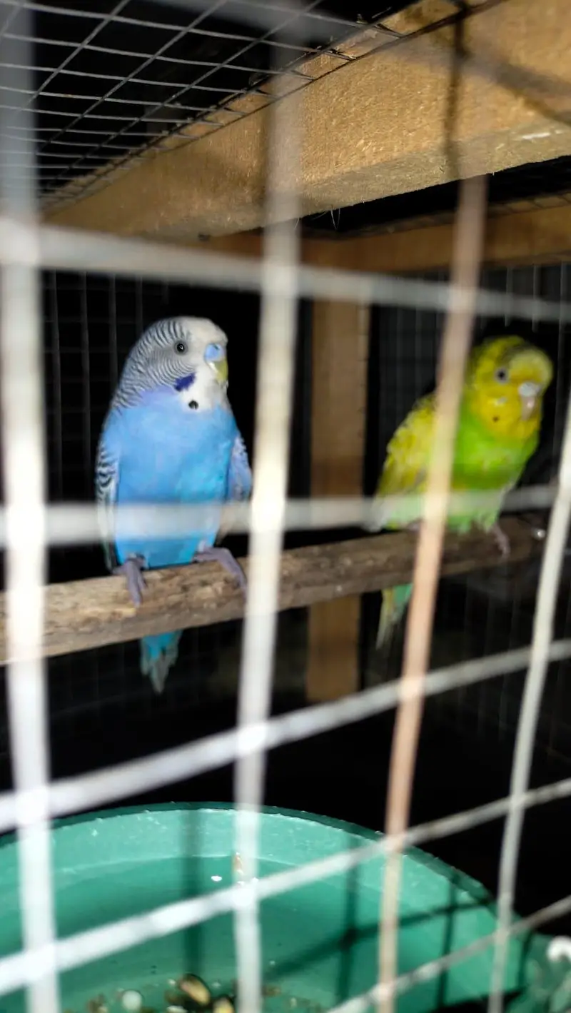 healthy budgies for sale — photo 3
