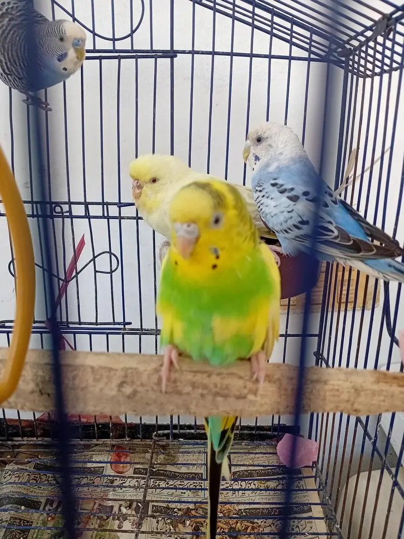 healthy budgies for sale — photo 4