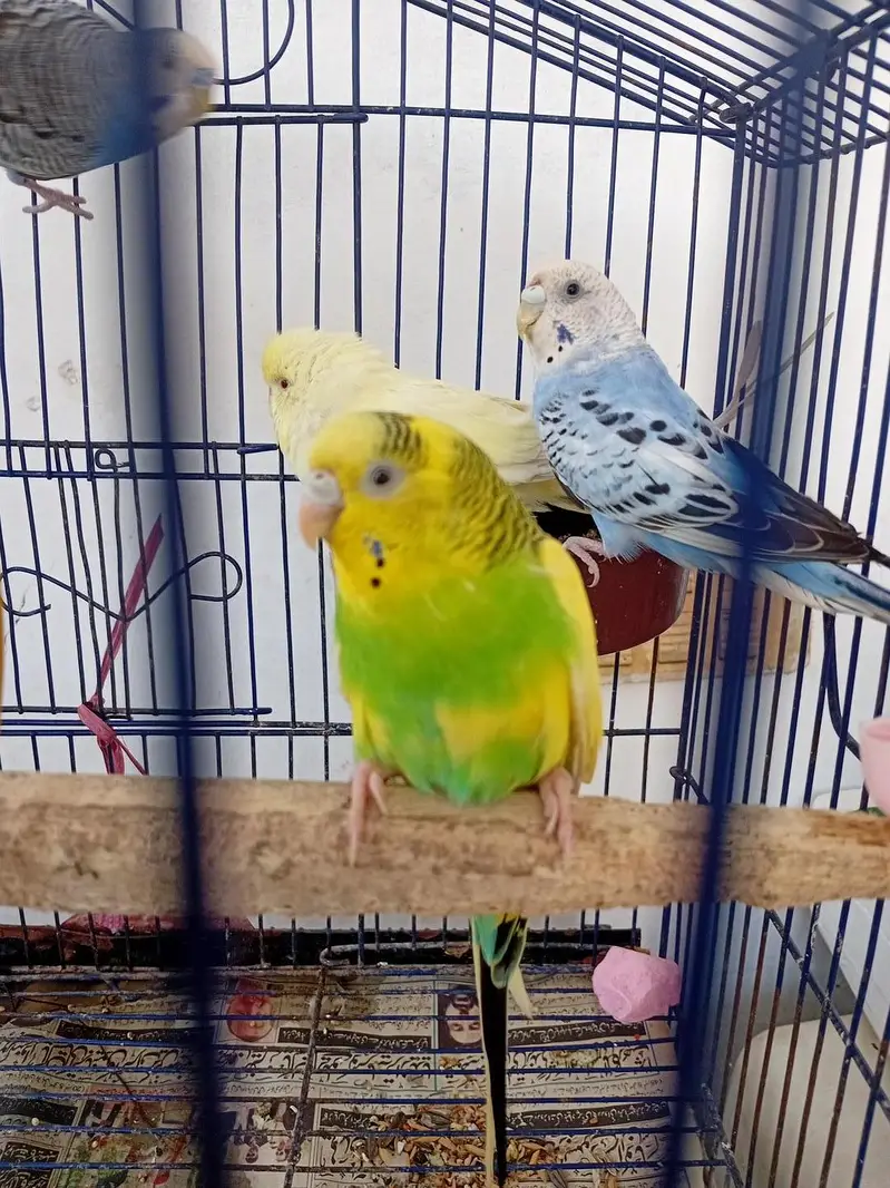 healthy budgies for sale — photo 5