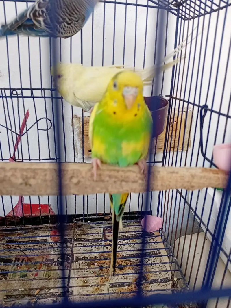 healthy budgies for sale — photo 6