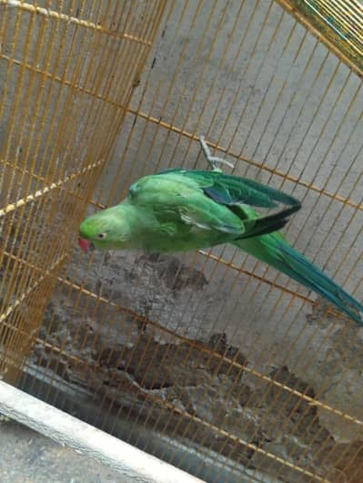 green female parrot for sale adult hau