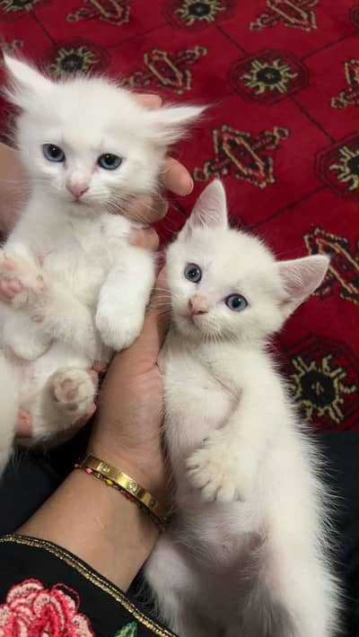 White persian tripple coated