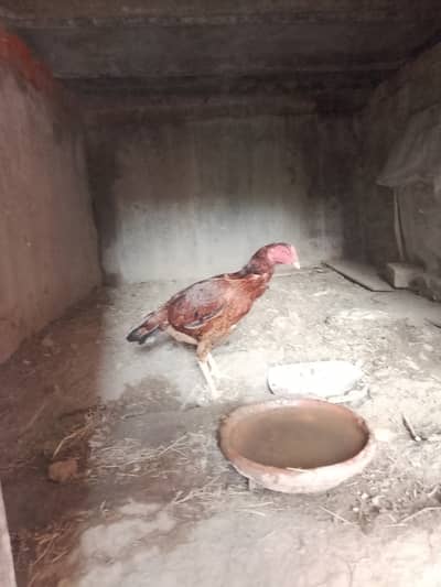 Aseel murgi |hen