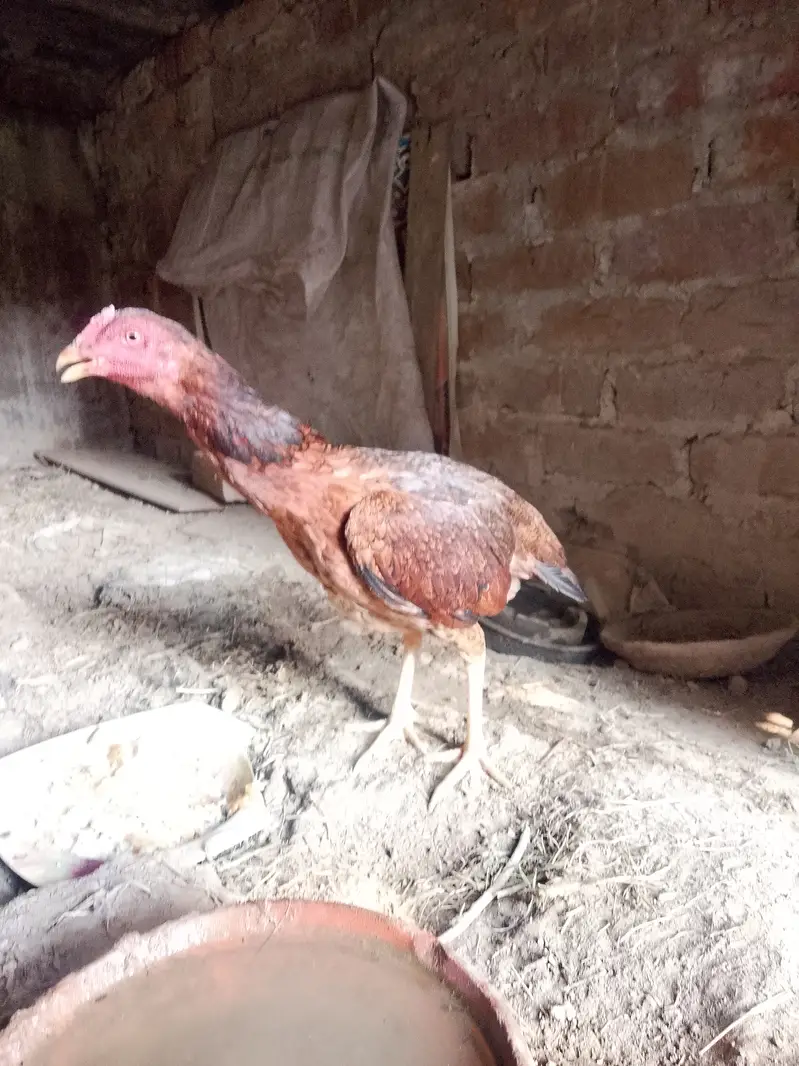Aseel murgi |hen — photo 2