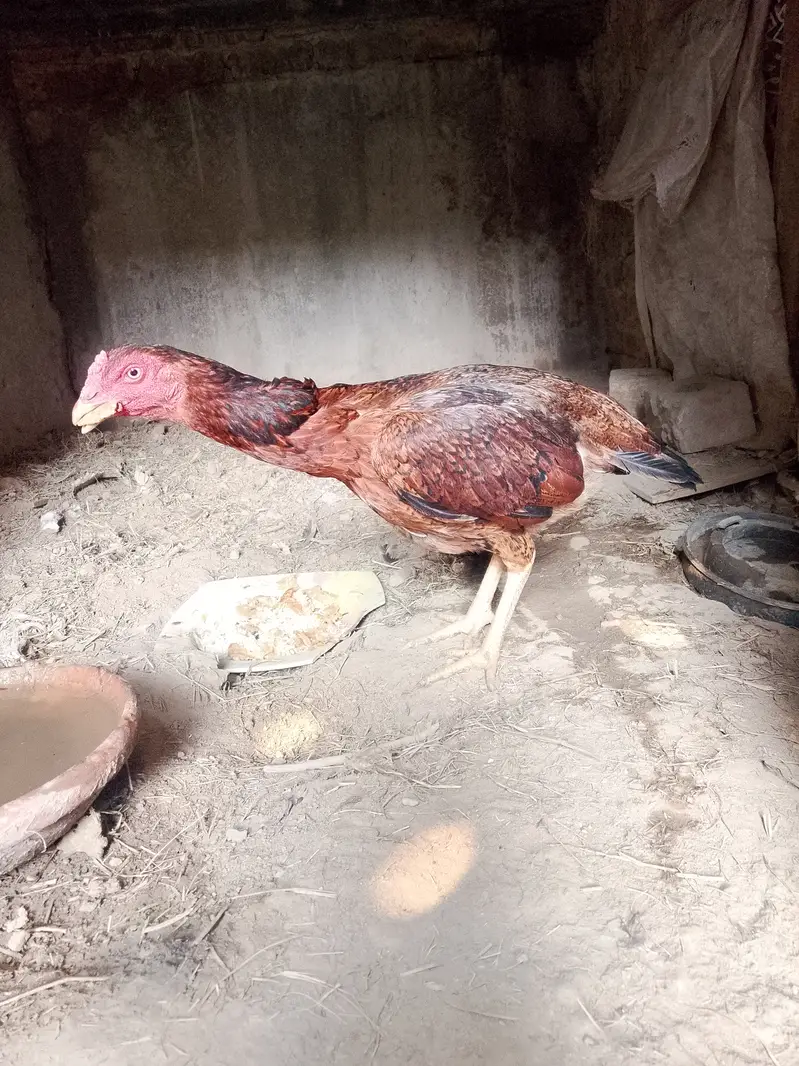 Aseel murgi |hen — photo 3