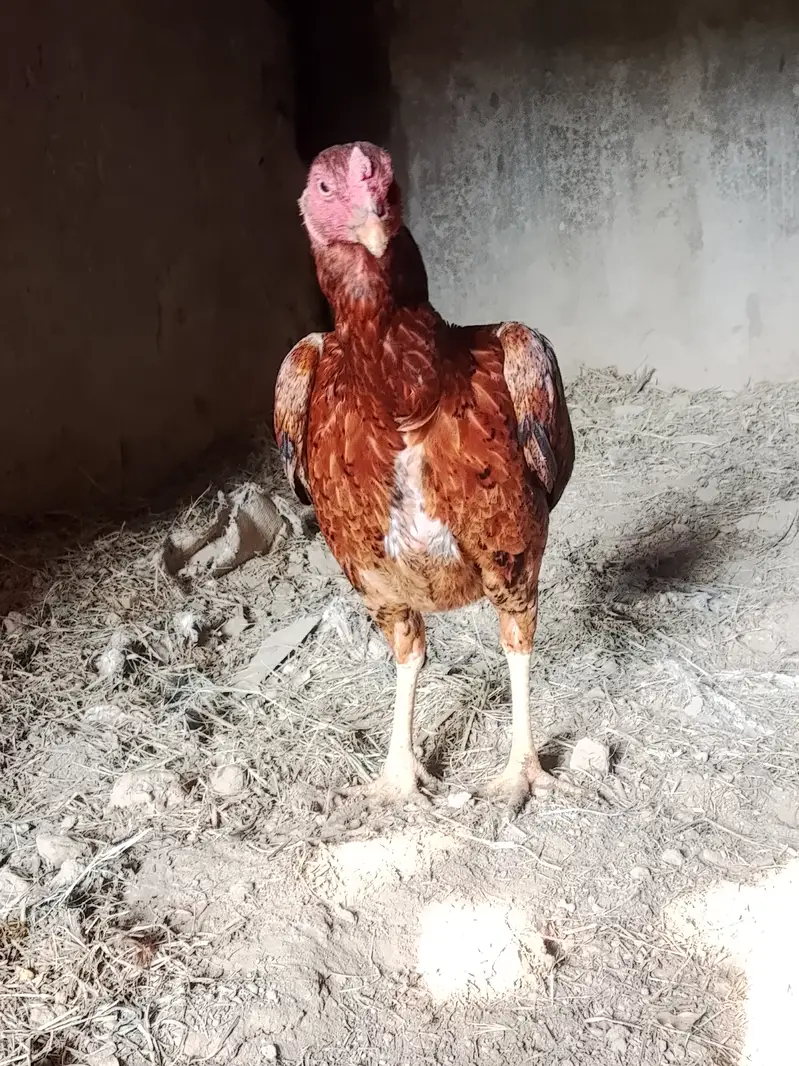 Aseel murgi |hen — photo 4