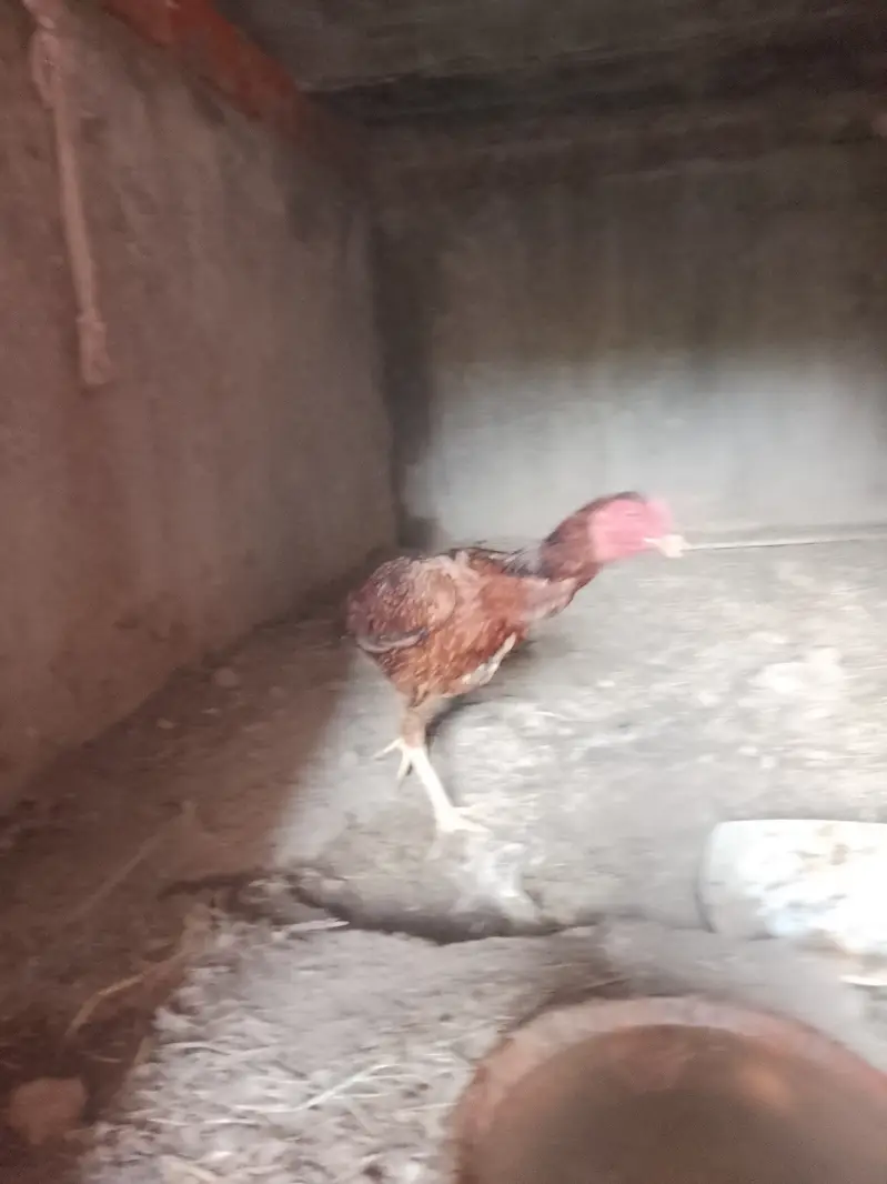 Aseel murgi |hen — photo 5