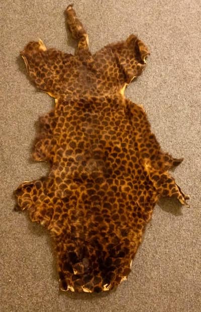Real Lepord Skin