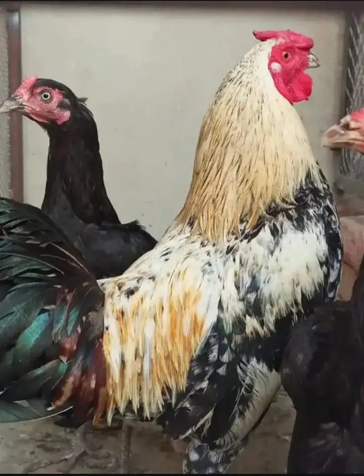 one Male two females aseel pair — photo 3