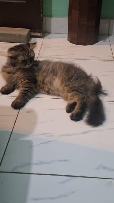 male female cats pair for adoption
