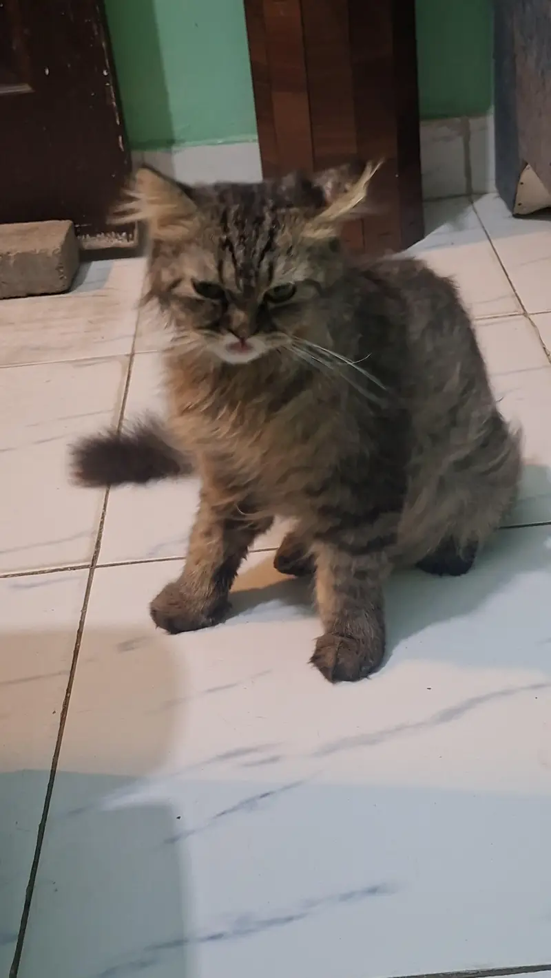 male female cats pair for adoption — photo 2