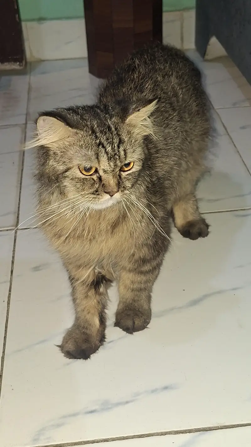 male female cats pair for adoption — photo 3