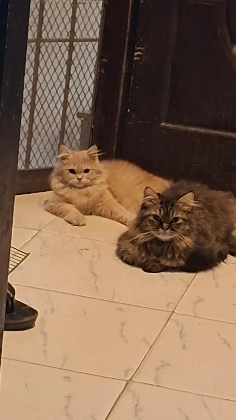 male female cats pair for adoption — photo 6