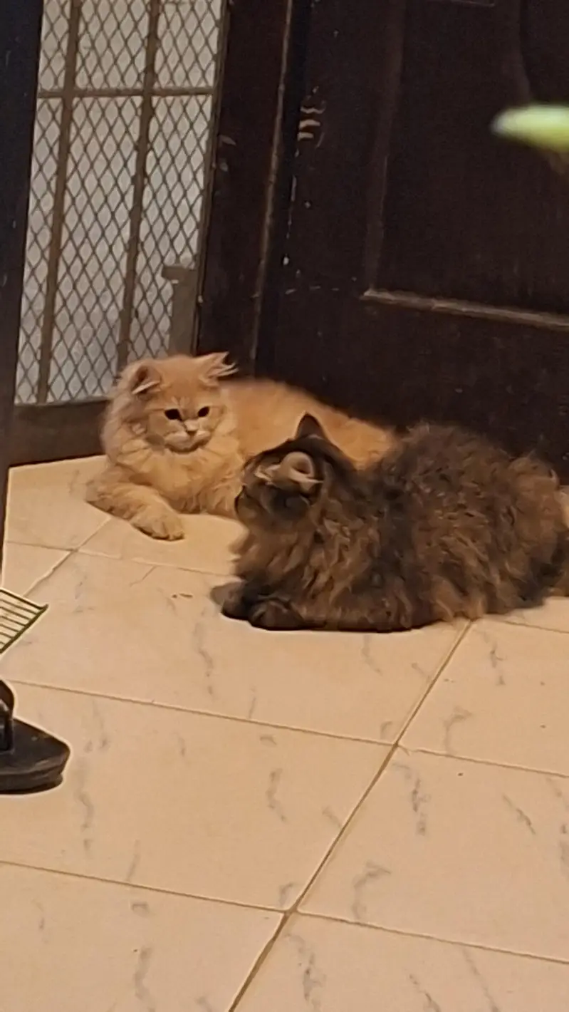 male female cats pair for adoption — photo 7