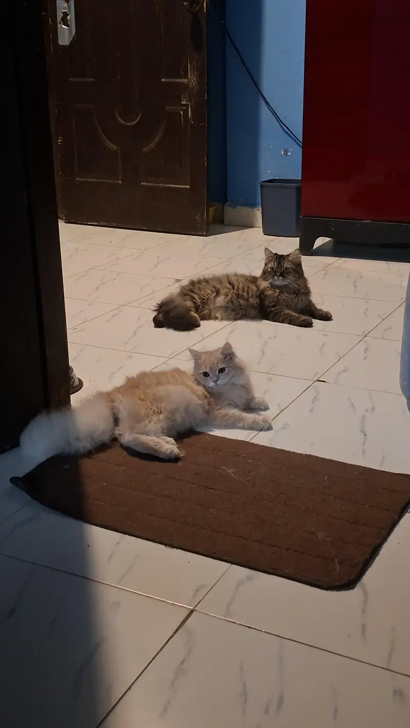 male female cats pair for adoption — photo 8