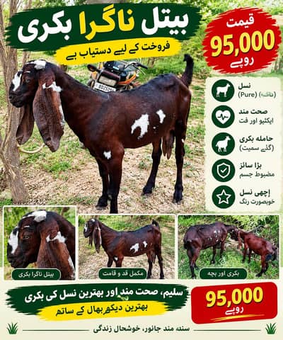 بیٹل ناگرا بکری فروخت کے لیے — خوبصورت رنگ اور لمبے کان