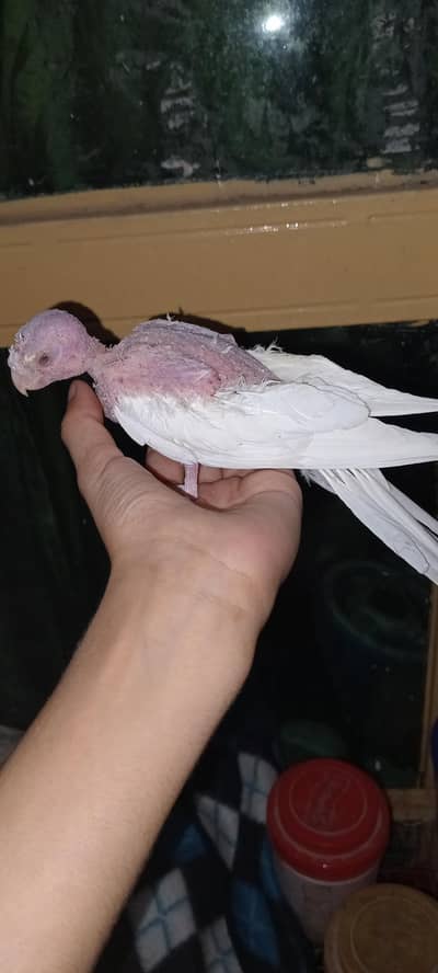 healthy cocktail red eye for sale
