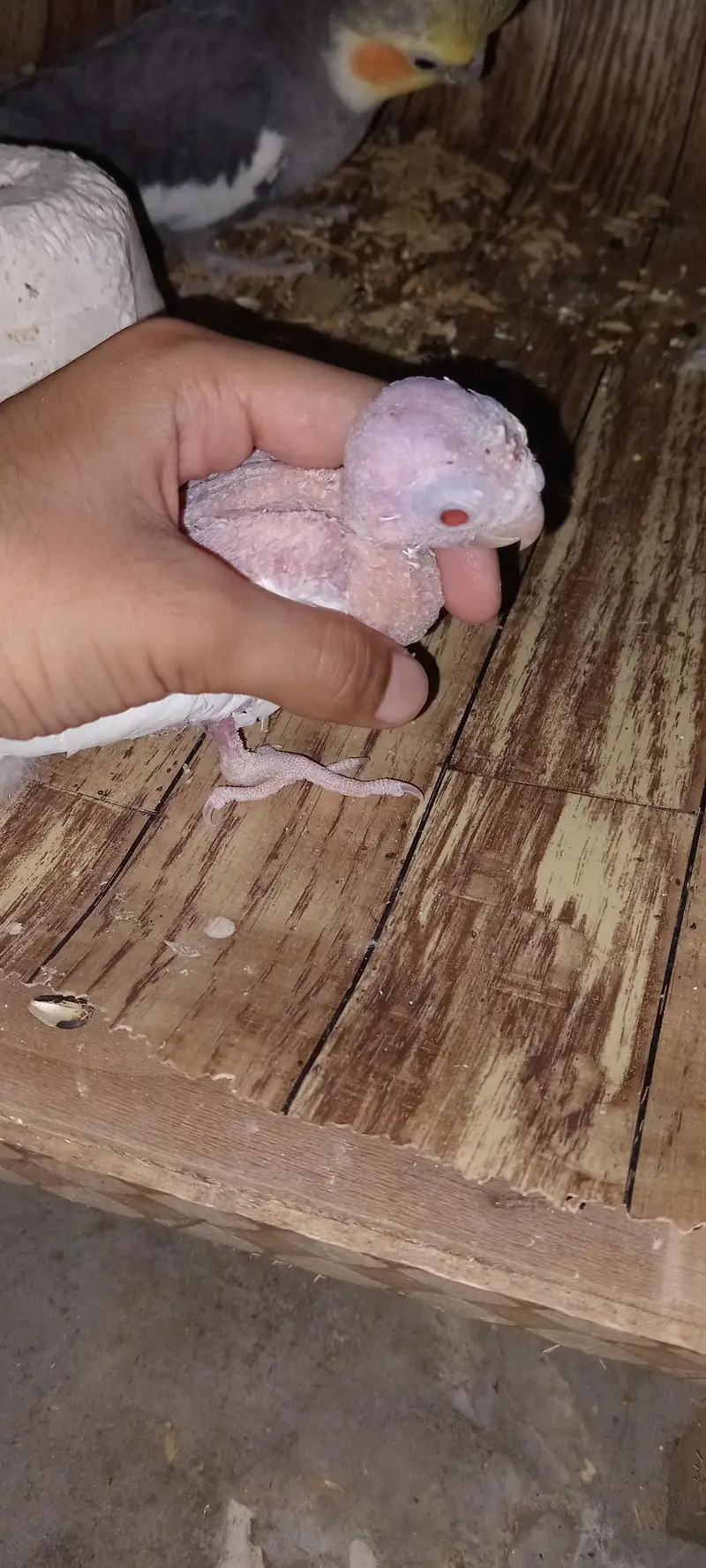 healthy cocktail red eye for sale — photo 3